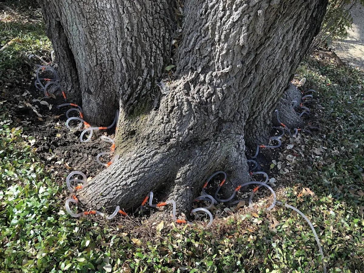 Detailed Tree Cabling and Bracing job site in Side Lake